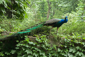 Naklejka premium a peacock with a tail is standing on some ivys
