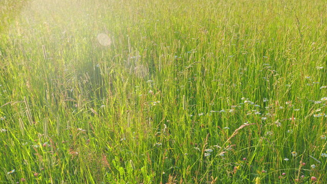 Long grass sways in evening breeze. Rays of sun. Sunset light and swaying grass. Slow motion.