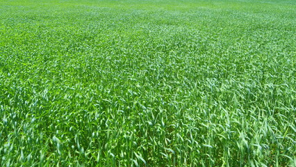 Obraz premium Anti-stress nature. Agricultural field of yellow green barley wheat in strong wind. Wide shot.