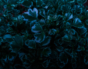Silver Polyscias leaves close-up