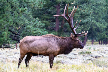 Bull Elk Profile