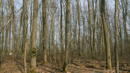 Crawl Through A Green Deciduous Forest. Trees With Sunlight Morning. Gimbal Shot.