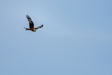 Red Kite in Flight Against Clear Sky