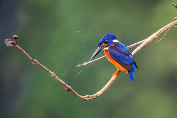 Blue-eared Kingfisher - Alcedo meninting, small beautiful colored kingfisher from Asia river banks,...