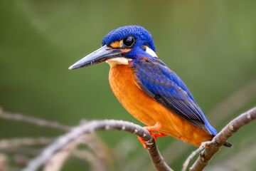 Blue-eared Kingfisher - Alcedo meninting, small beautiful colored kingfisher from Asia river banks, mangroves and evergreen forest, Kinabatangan river, Borneo, Malaysia.