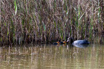 Common Coot with Chicks in Reeds by Water's Edge