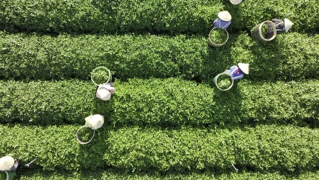 Harvesting tea handmade from Bao Loc province, Vietnam - Aerial view 4k resolution