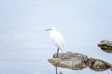 Little Egret Standing on Rock in Calm Water