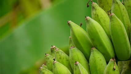 Green banana on natural background