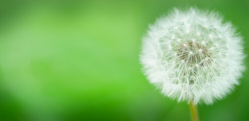 Macro shot of white dandelion blowball on blurred green background. Soft focus.