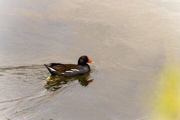 Common Moorhen Swimming in Calm Water
