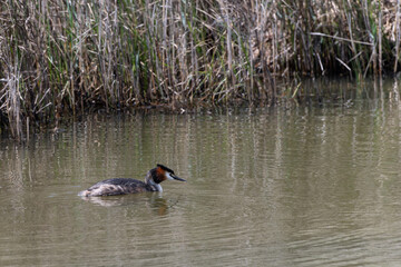 Great Crested Grebe Swimming in Calm Water