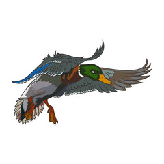mallard duck hunting illustration logo vector image t shirt