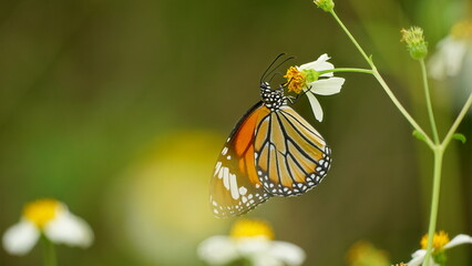 Butterfly Danaus genutia is sucking nectar from flowers