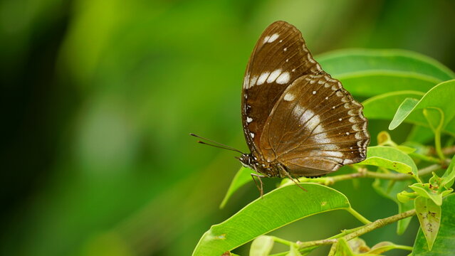 Hypolimnas bolina butterfly wallpaper is sucking nectar