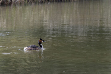 Great Crested Grebe Swimming in Calm Water