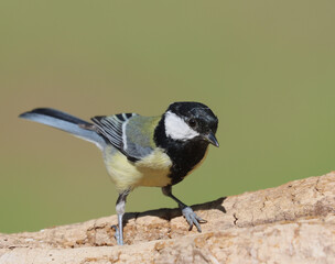 Obraz premium Eurasian chaffinch
