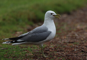Obraz premium Common gull