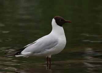 Fototapeta premium Black-headed gull