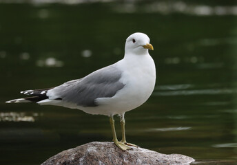 Common gull