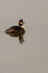 Great Crested Grebe Swimming in Calm Water