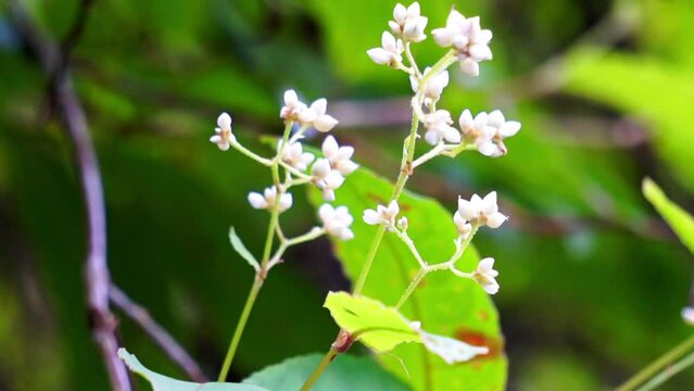 Persicaria chinensis (Polygonum chinense, creeping smartweed, Chinese knotweed). Has been used as Chinese traditional medicine to treat ulcer, eczema, stomachache, various inflammatory skin disease