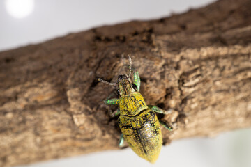 Gold dust beetle green colored insect
