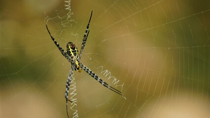 Close-up of Argiope anasuja spider