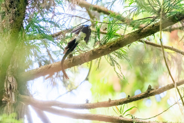 新緑の林の奥で飛ぶ羽虫をフライキャッチする、長い尻尾の美しいサンコウチョウ（カササギヒタキ科）。

日本国東京都八王子市、八王子城跡にて。
2024年5月撮影。
A beautiful Japanese Paradise Flycatcher (Terpsiphone atrocaudata) with a long tail fly-catching winged insects flying 