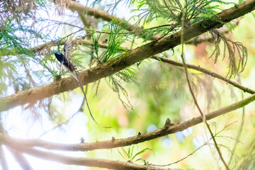 新緑の林の奥で飛ぶ羽虫をフライキャッチする、長い尻尾の美しいサンコウチョウ（カササギヒタキ科）。

日本国東京都八王子市、八王子城跡にて。
2024年5月撮影。
A beautiful Japanese Paradise Flycatcher (Terpsiphone atrocaudata) with a long tail fly-catching winged insects flying 