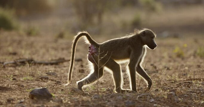 Slow motion side view of female baboon on heat with inflated genital and anal regions