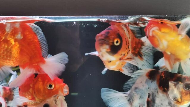 video of ornamental fish in an aquarium swimming. goldfish of various types such as black and white