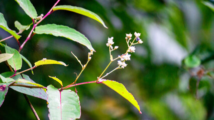 Persicaria chinensis (Polygonum chinense, creeping smartweed, Chinese knotweed). Has been used as...