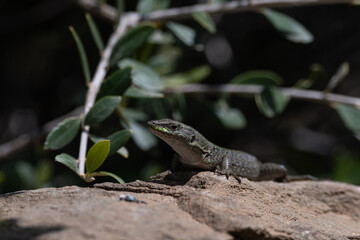 Madeiran Wall Lizard on Rocky Terrain