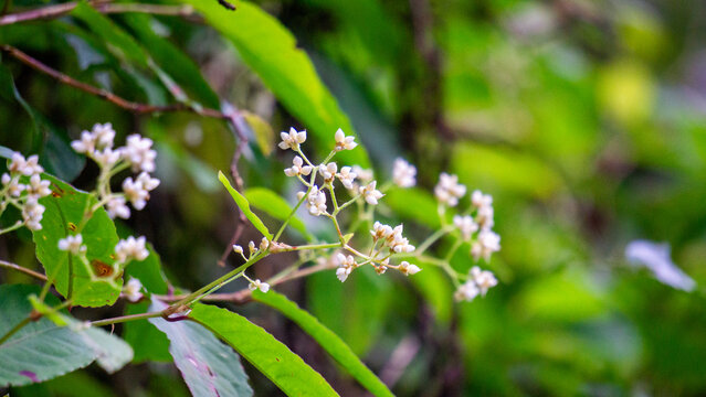 Persicaria chinensis (Polygonum chinense, creeping smartweed, Chinese knotweed). Has been used as Chinese traditional medicine to treat ulcer, eczema, stomachache, various inflammatory skin disease
