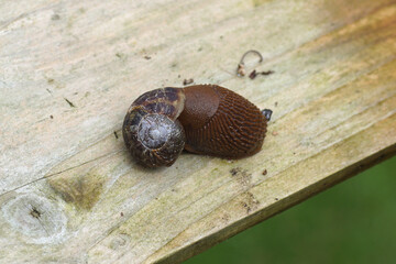 Large red slug, chocolate arion (Arion rufus) or Spanish slug (Arion vulgaris) eating a Garden snail (Cornu aspersum). On a wooden plank in a Dutch garden. Spring, May, Netherlands