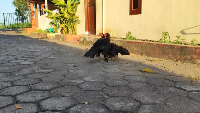Two black hens fighting on a residential street 