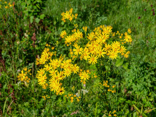 Fototapeta premium Southern Urals, blooming Jacobaea vulgaris (Jacobaea vulgaris) on the lawn in summer.