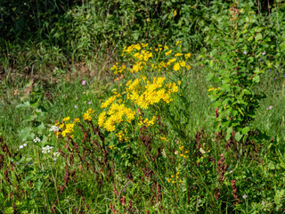Southern Urals, blooming Jacobaea vulgaris (Jacobaea vulgaris) on the lawn in summer.