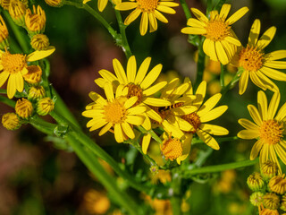 Southern Urals, blooming Jacobaea vulgaris (Jacobaea vulgaris) on the lawn in summer.