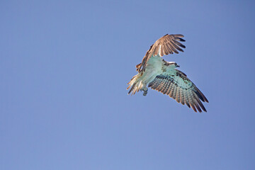 Fischadler - Greifvogel - Flug - Pandion haliaetus