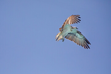 Fischadler - Greifvogel - Flug - Pandion haliaetus