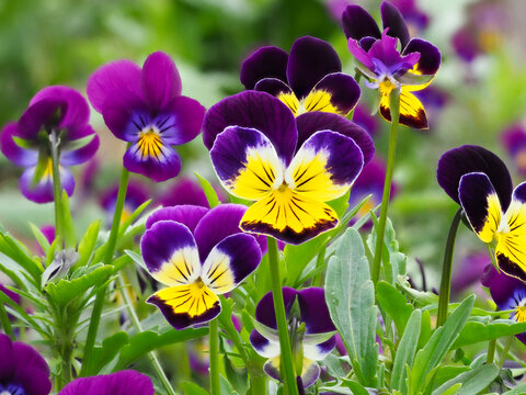 Feldstiefm&uuml;tterchen