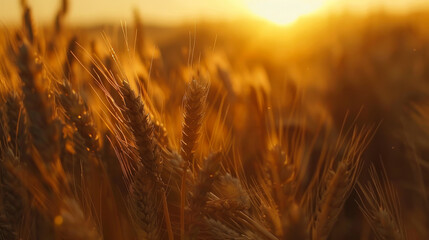 Obraz premium Ripe ears of wheat on a sunset agricultural field. Wheat ears on a golden field. The concept of agriculture, gardening, rich harvest.