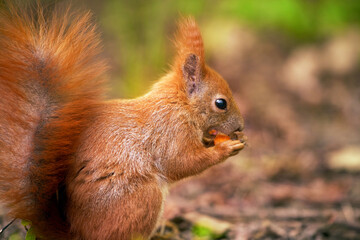 Paws clutch meal in a red squirrels snack time