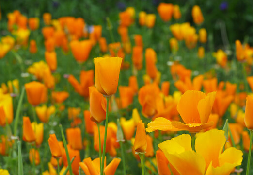 Goldmohn