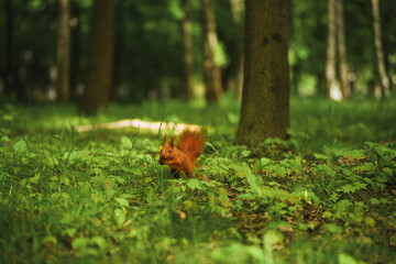 Red squirrel standing in the forest. Green foliage surrounds