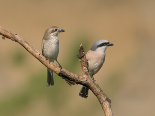 Obraz premium Beautiful nature scene with bird Red-backed Shrike (Lanius collurio). Wildlife shot of bird Red-backed Shrike (Lanius collurio) on the branch. Red-backed Shrike (Lanius collurio)in the nature habitat.