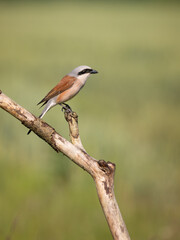 Obraz premium Beautiful nature scene with bird Red-backed Shrike (Lanius collurio). Wildlife shot of bird Red-backed Shrike (Lanius collurio) on the branch. Red-backed Shrike (Lanius collurio)in the nature habitat.