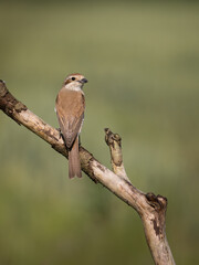 Beautiful nature scene with bird Red-backed Shrike (Lanius collurio). Wildlife shot of bird Red-backed Shrike (Lanius collurio) on the branch. Red-backed Shrike (Lanius collurio)in the nature habitat.